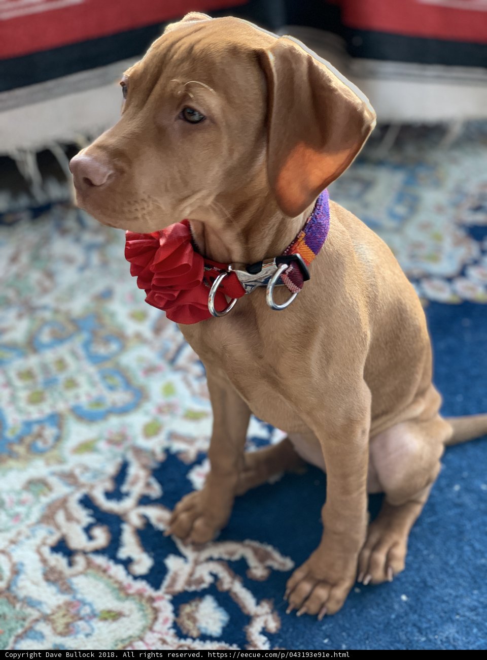 Majestic Hound on a Cozy Rug