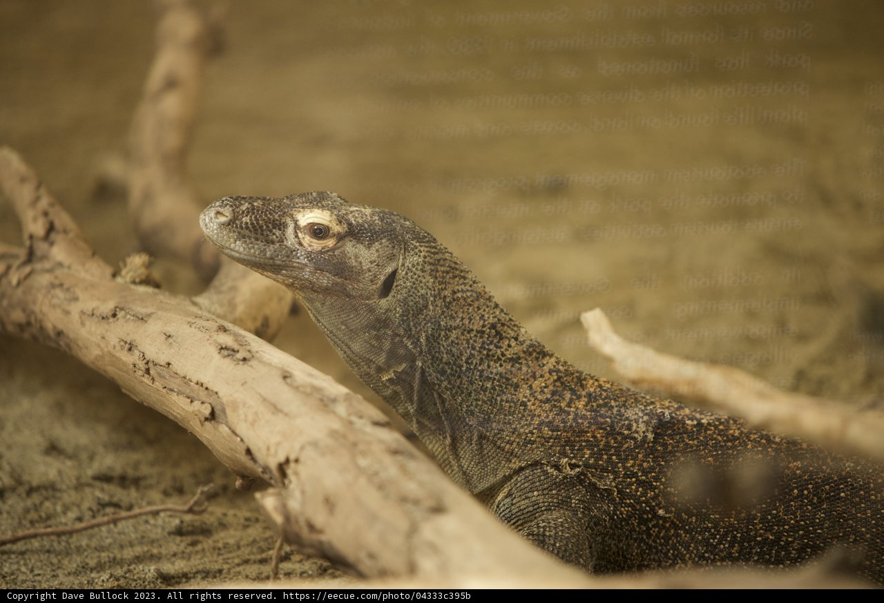 Unveiling the Scaled Reptilian Beauty