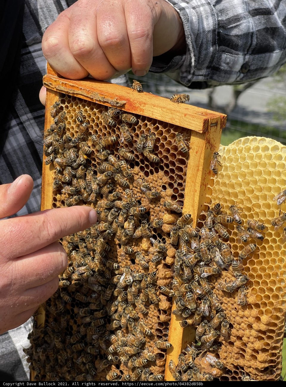 Beekeeper with Frame of Honeybees in Carmel, California