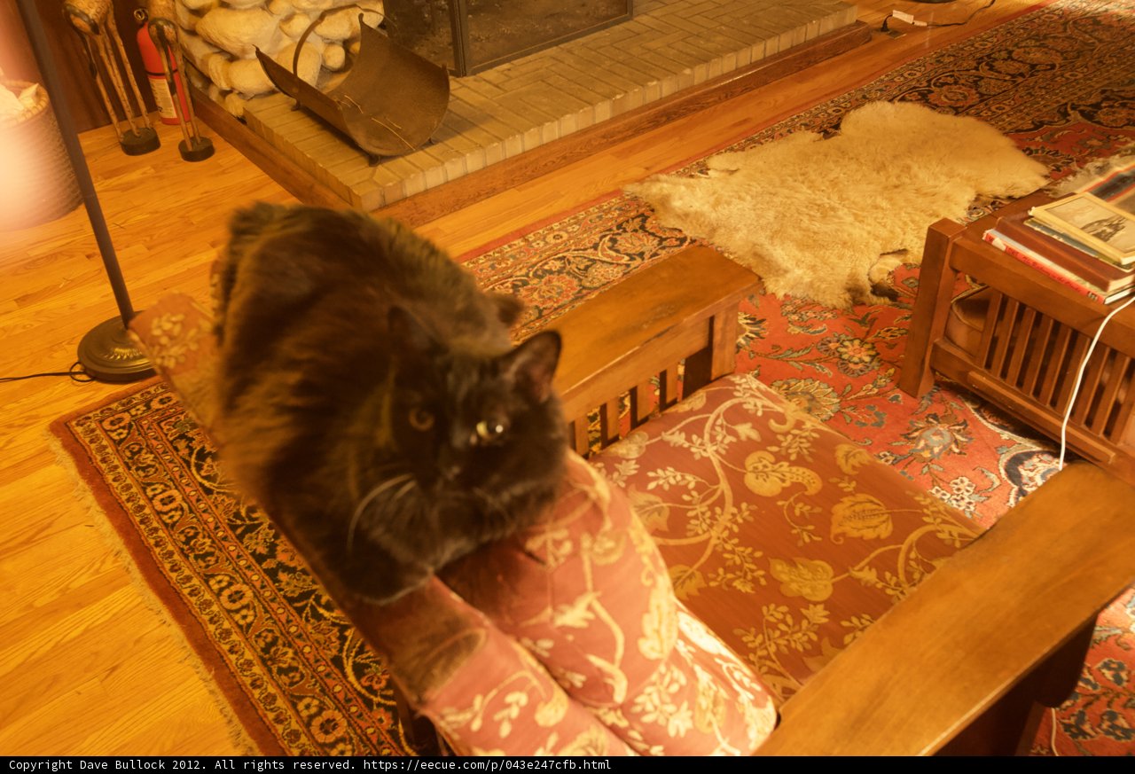 The Feline King of Hardwood