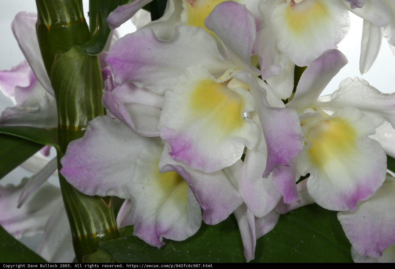 Delicate Lily Petals