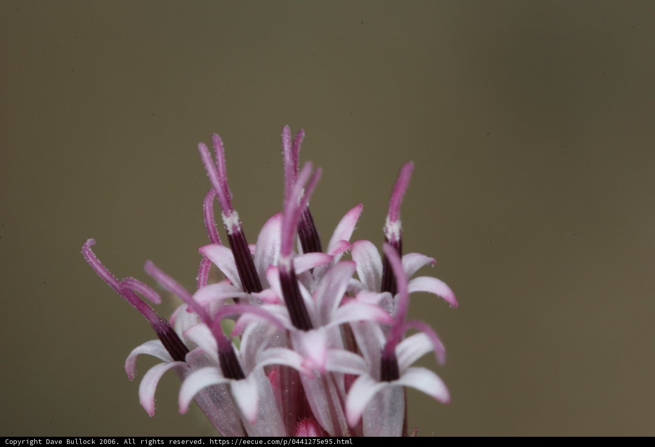 Purple Petals in Bloom