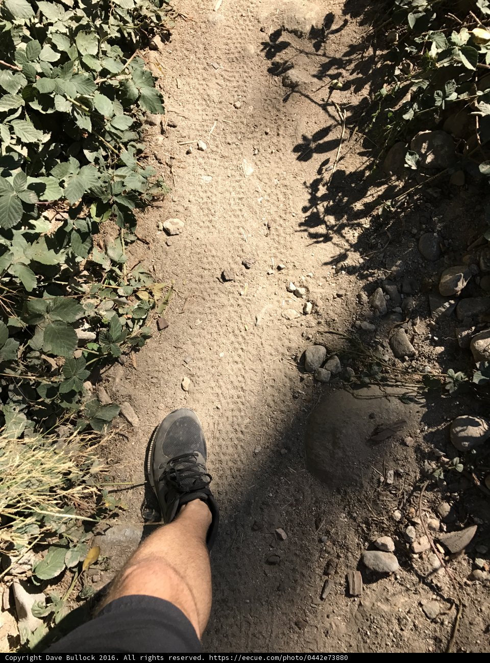 Trekking Through the Angeles National Forest