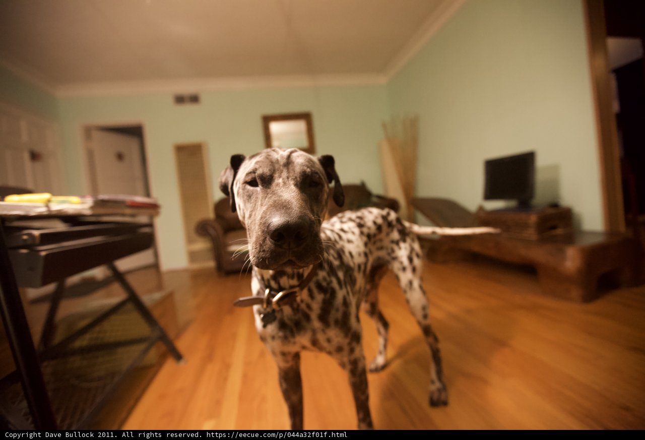 Lewis the Dalmatian lounges on the hardwood floor