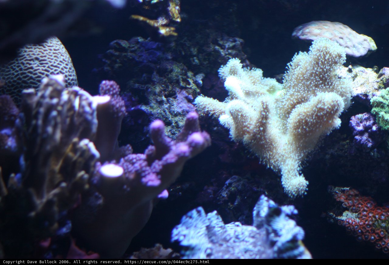 Colorful Coral Reef