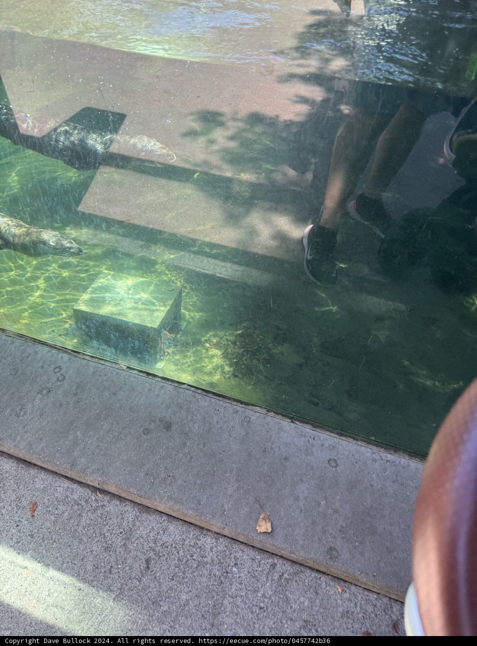 Curious Reflections at the Zoo