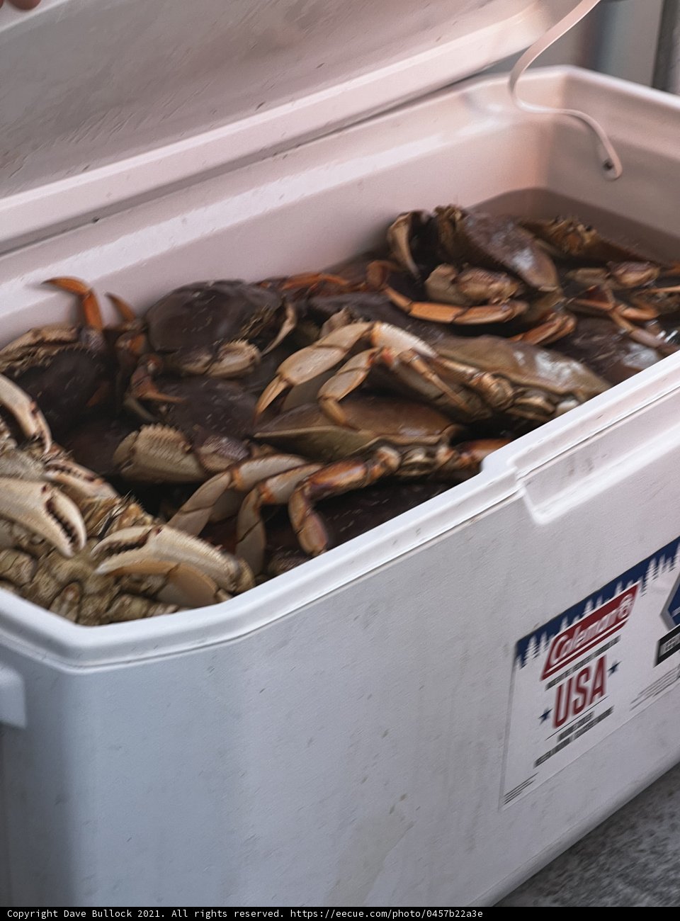 Freshly caught crabs in a cooler