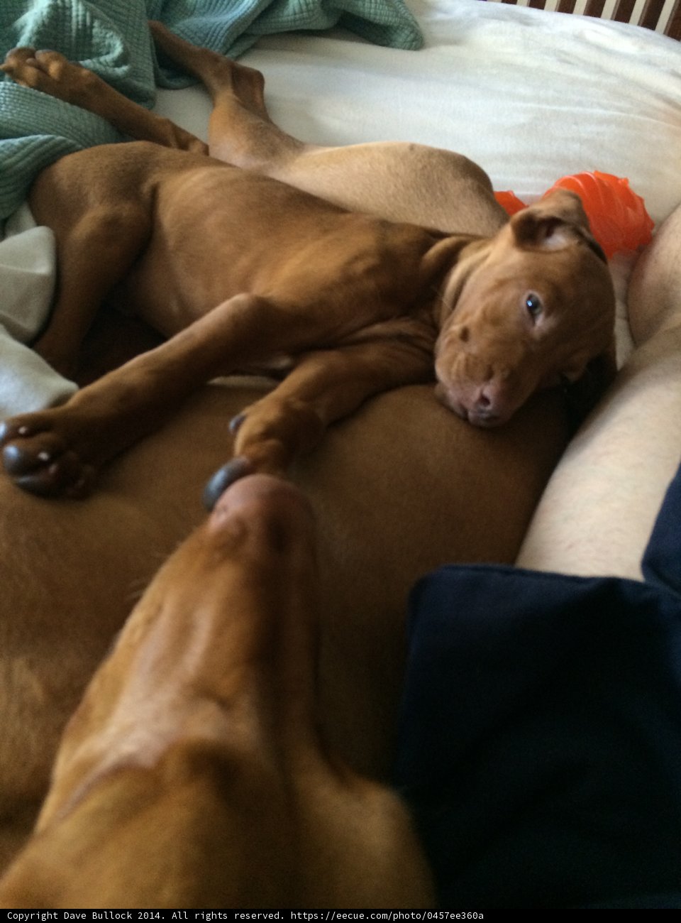 Nap Time with the Pups