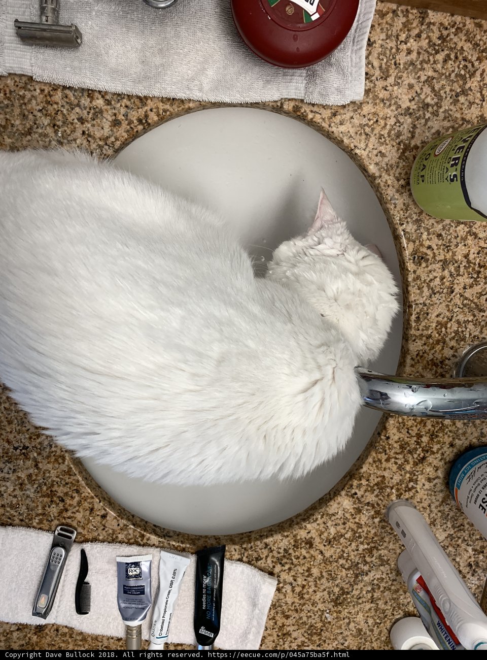Sink-Cat
