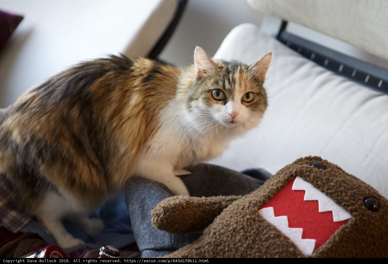 Cozy Christmas Companion