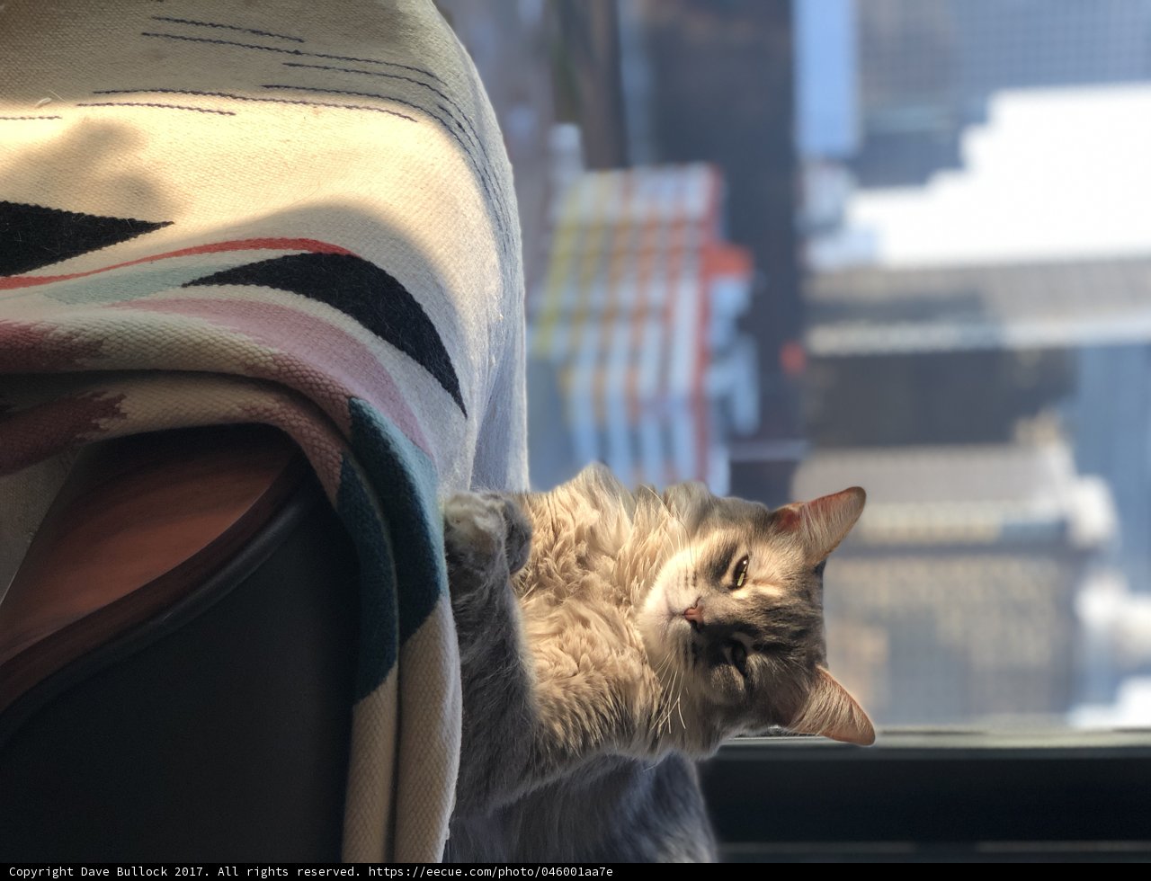Cozy Cat