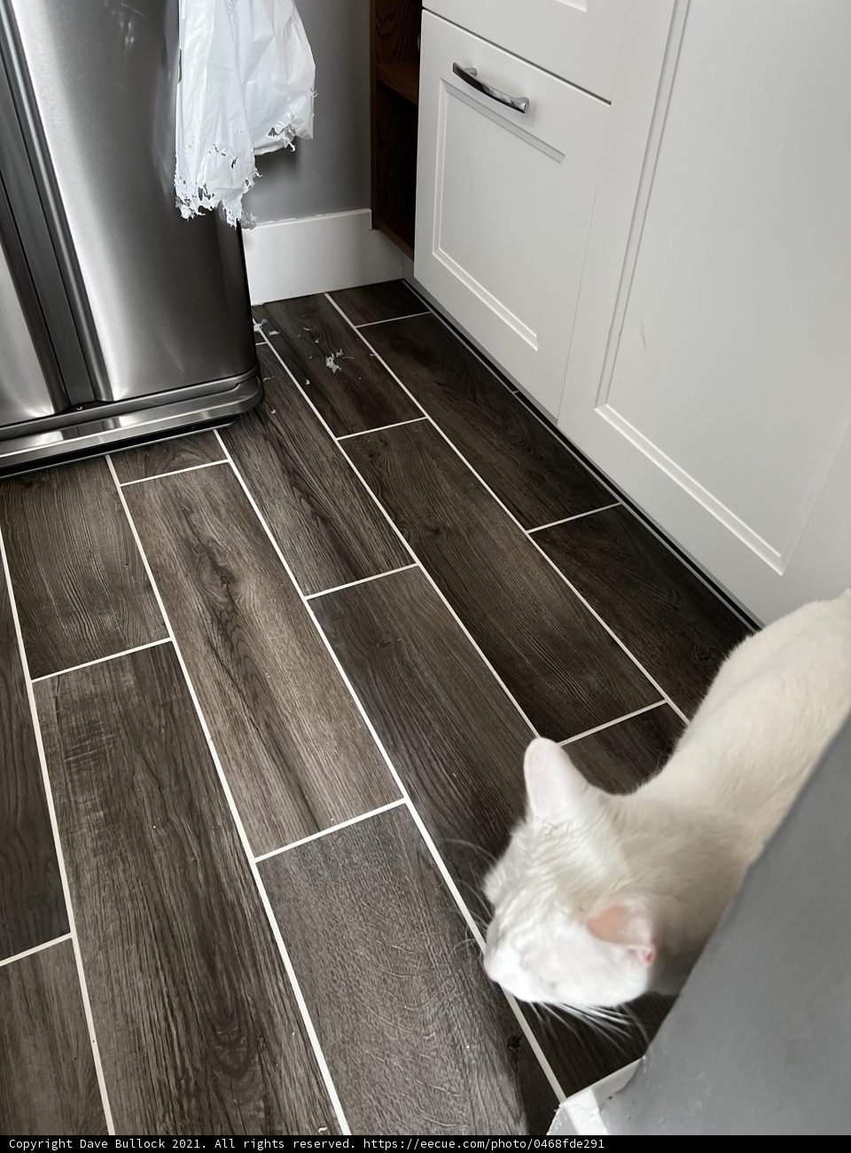 Fluffy Mischief in the Kitchen