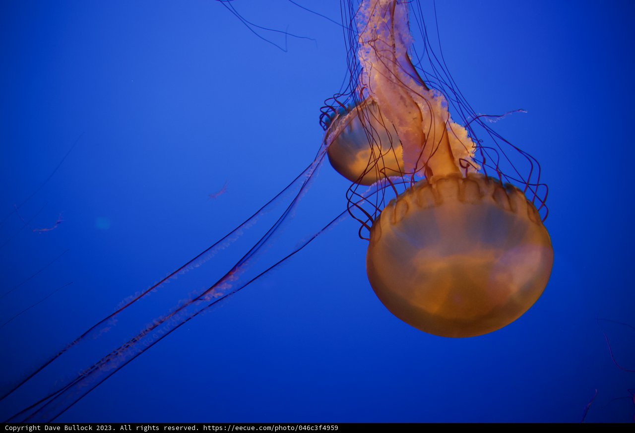 Ethereal Underwater Ballet