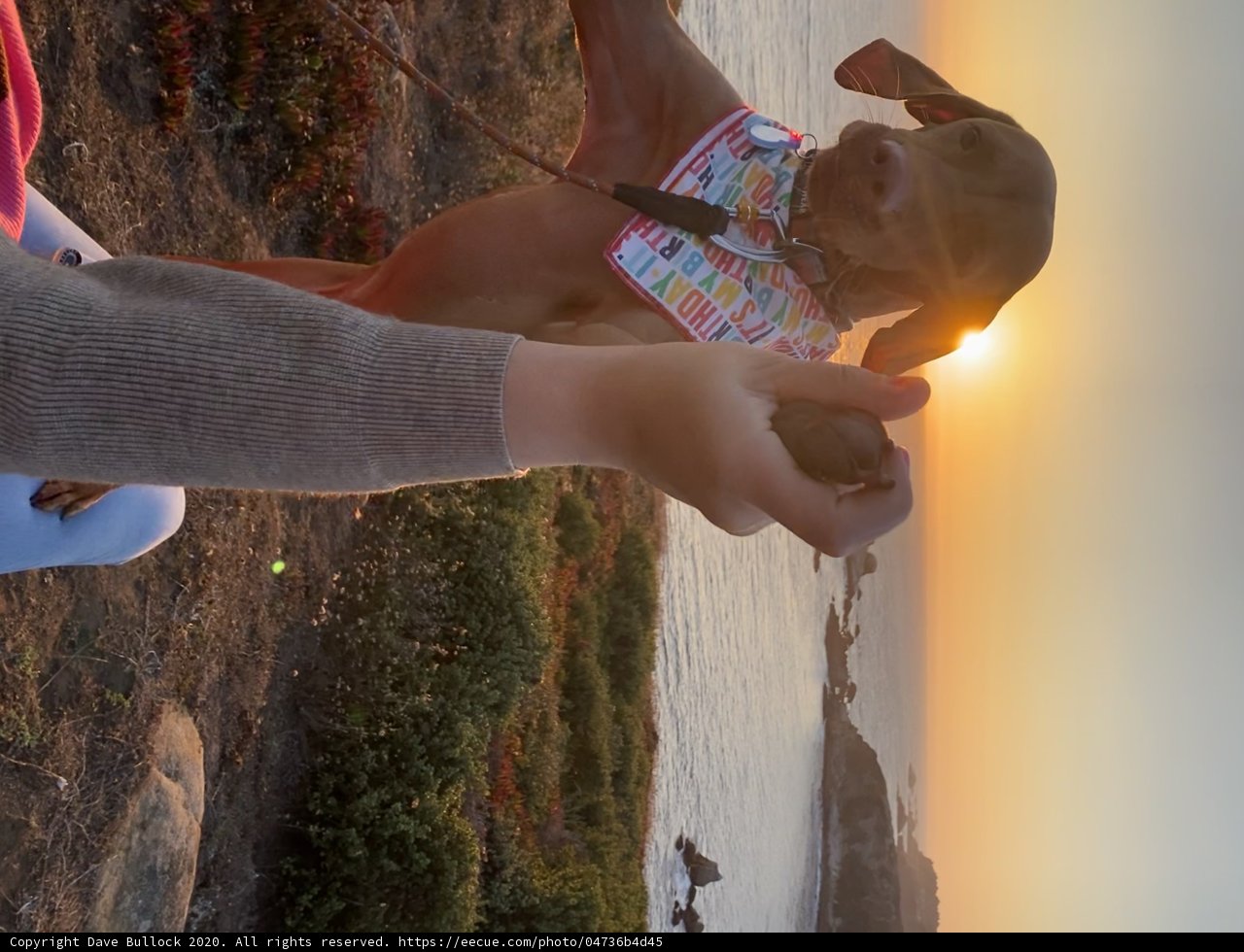 The Canine and the Sunset