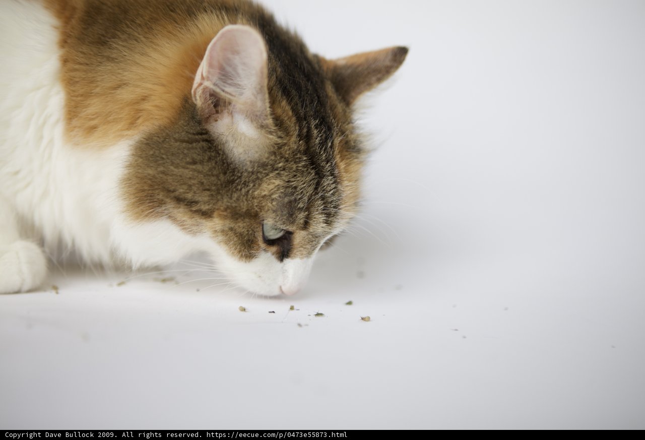 Feline Exploration