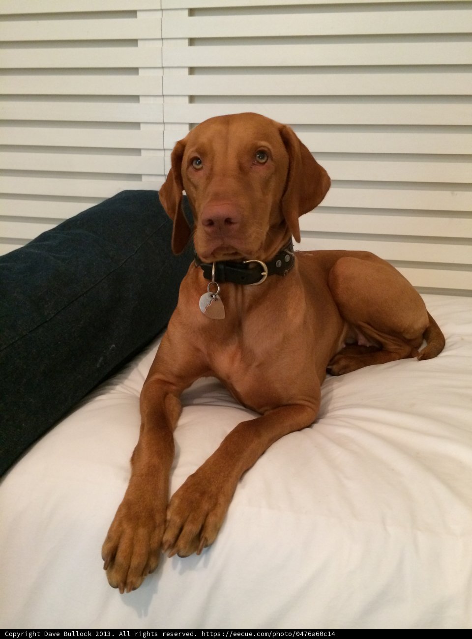 Canine Comfort