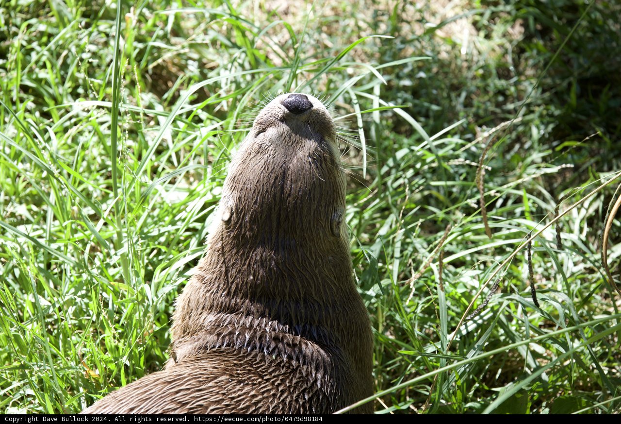 Gentle Giant of the Grass