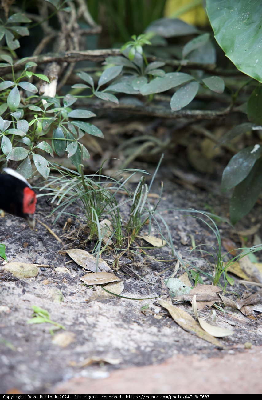 Stunning Scarlet and Ebony Avian amidst Lush Greenery