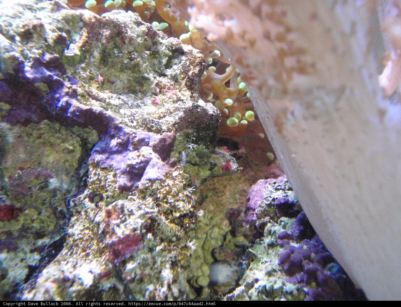 Colorful Coral Reef