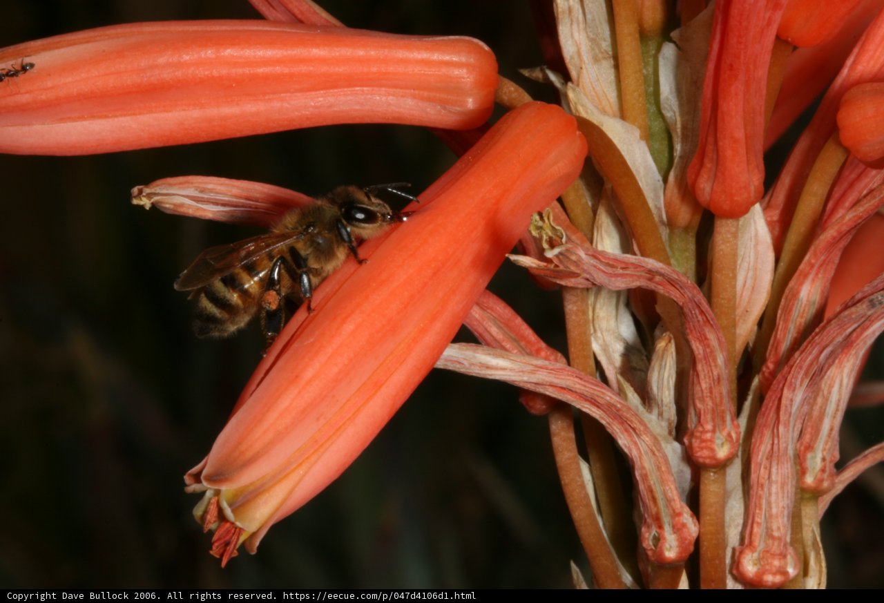 Busy Bee on Rhubarb Flower
