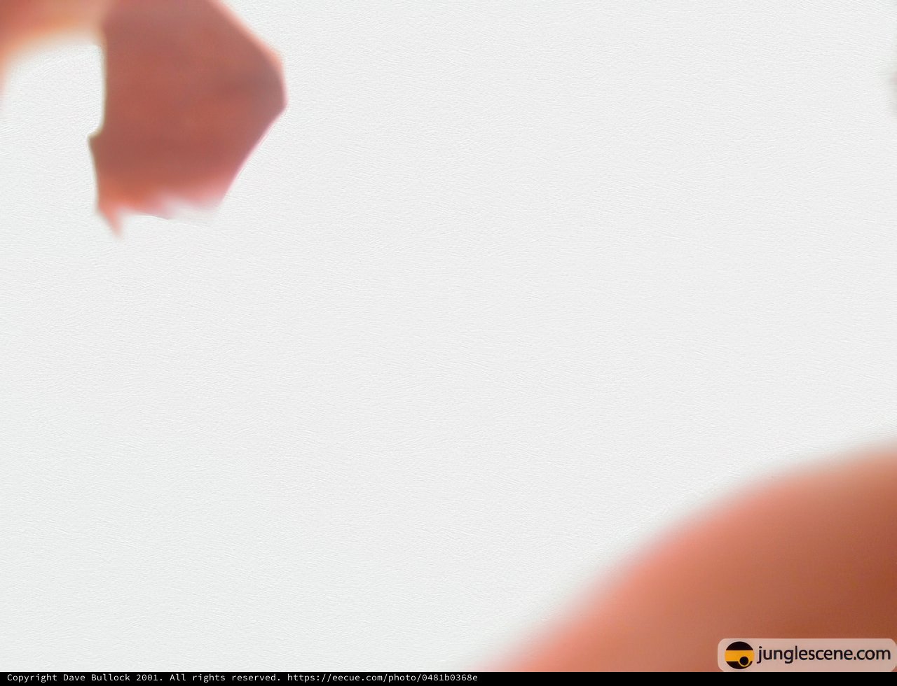 Euphoric Skyward Point