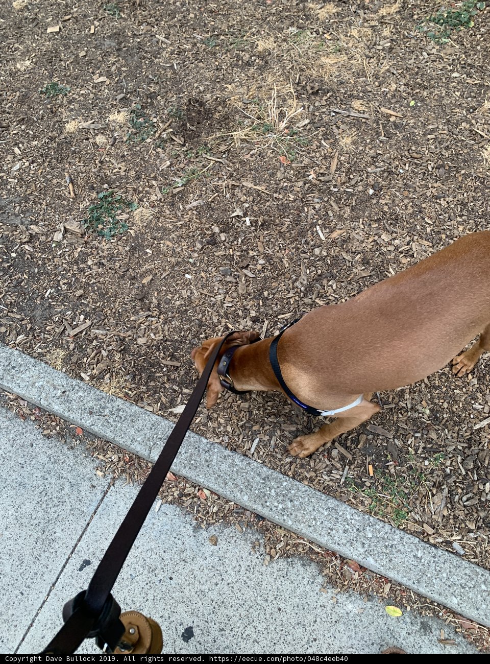 Canine Explorer