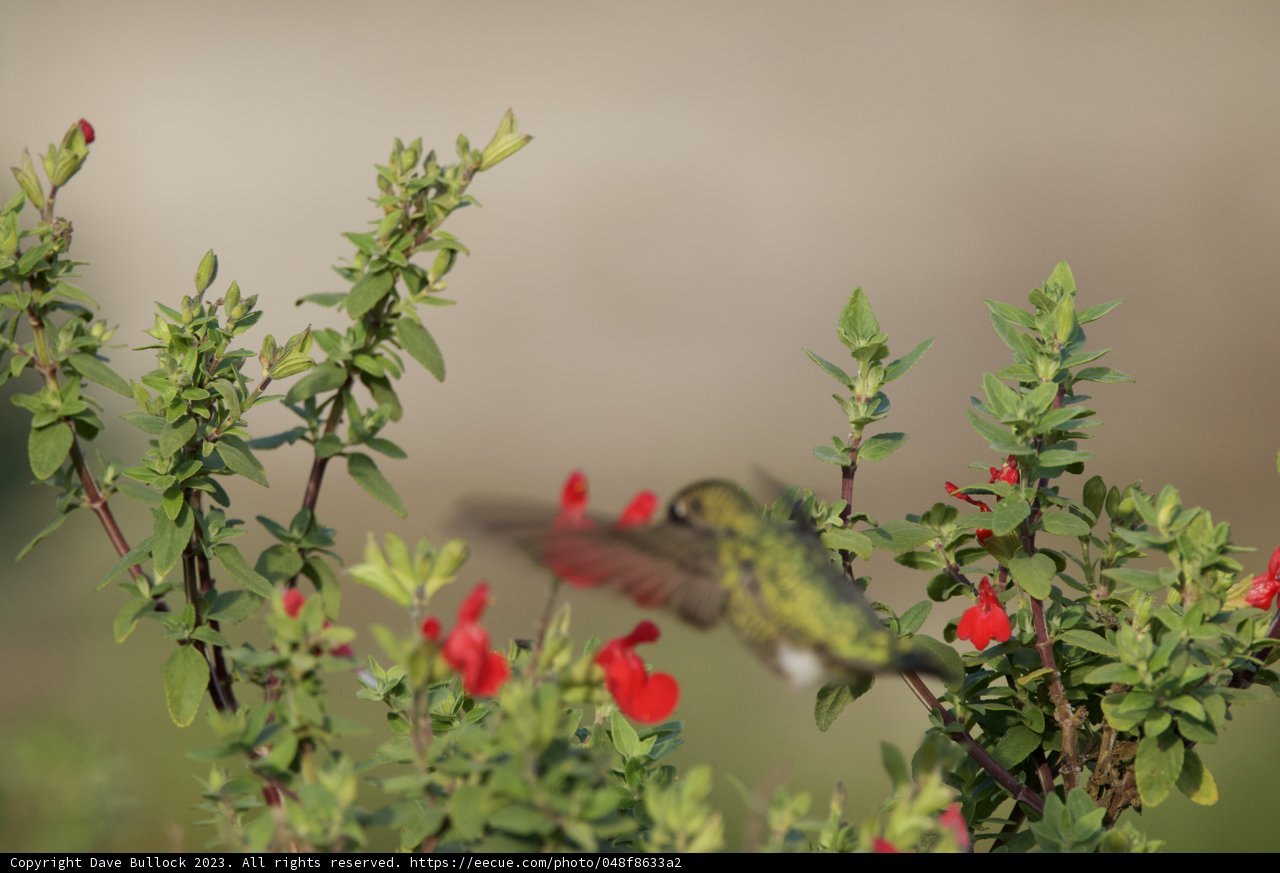 Delicate Dance – A Hummingbird's Visit
