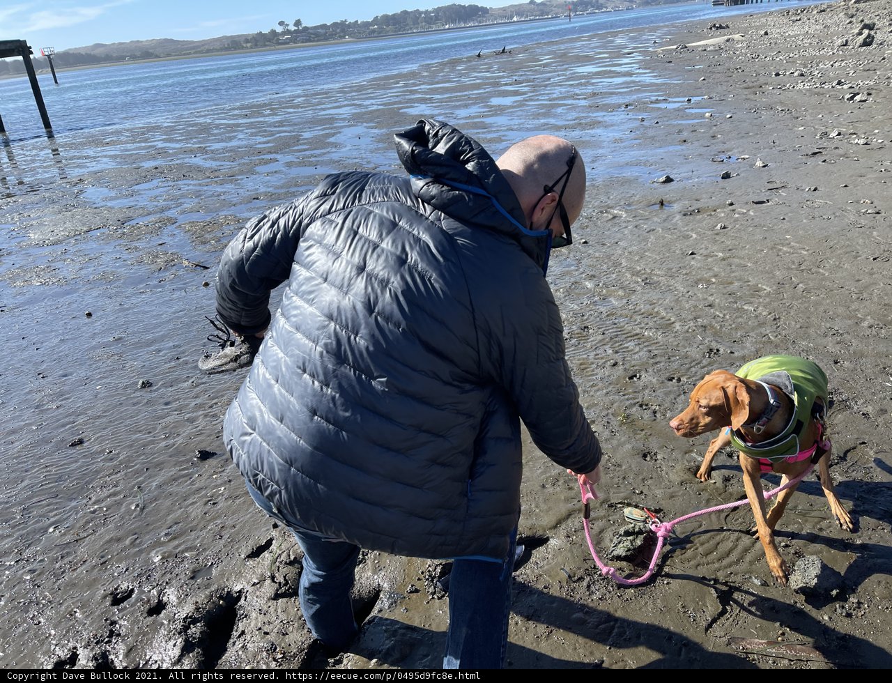 Coastal Companions