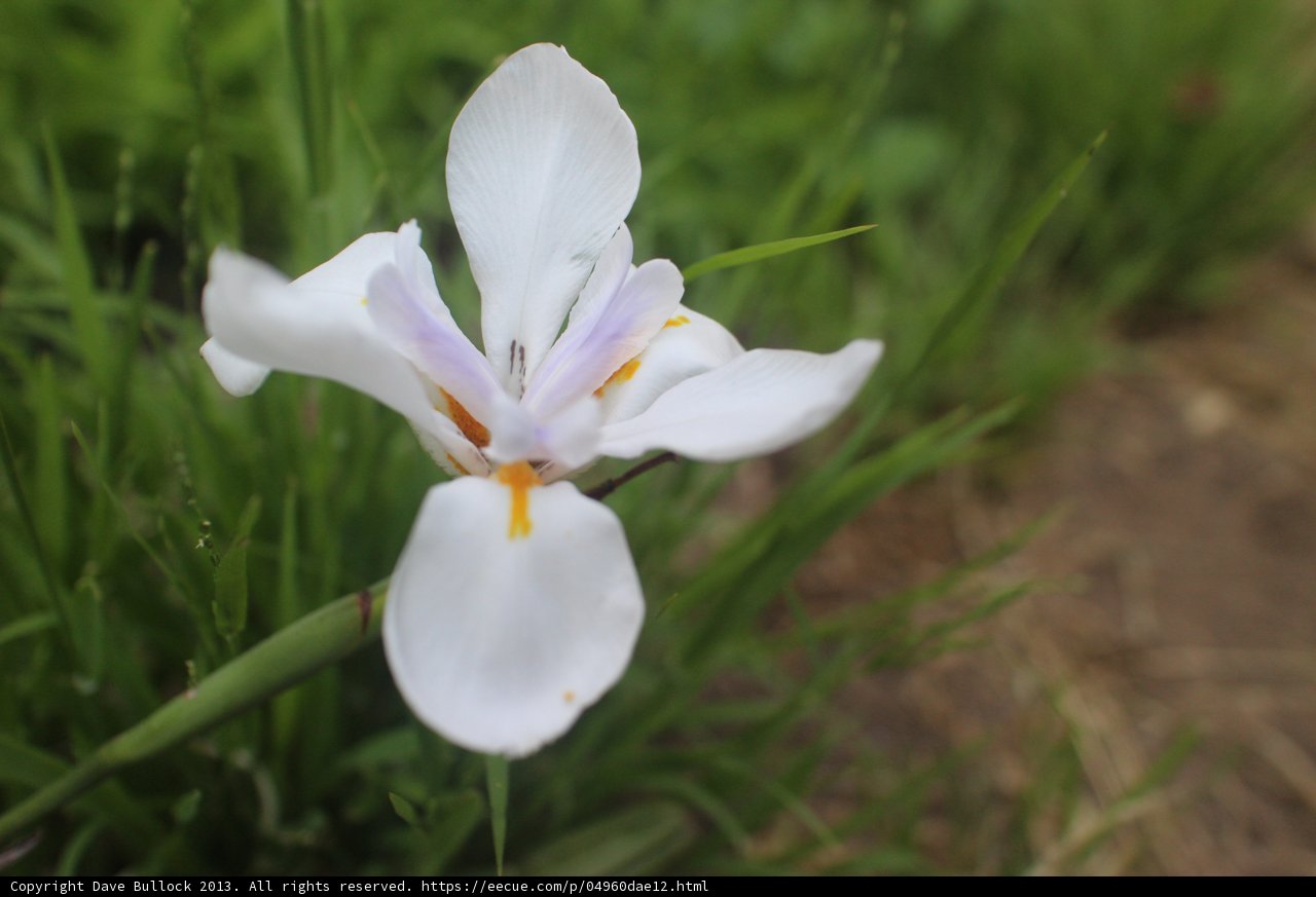 Solitary Beauty