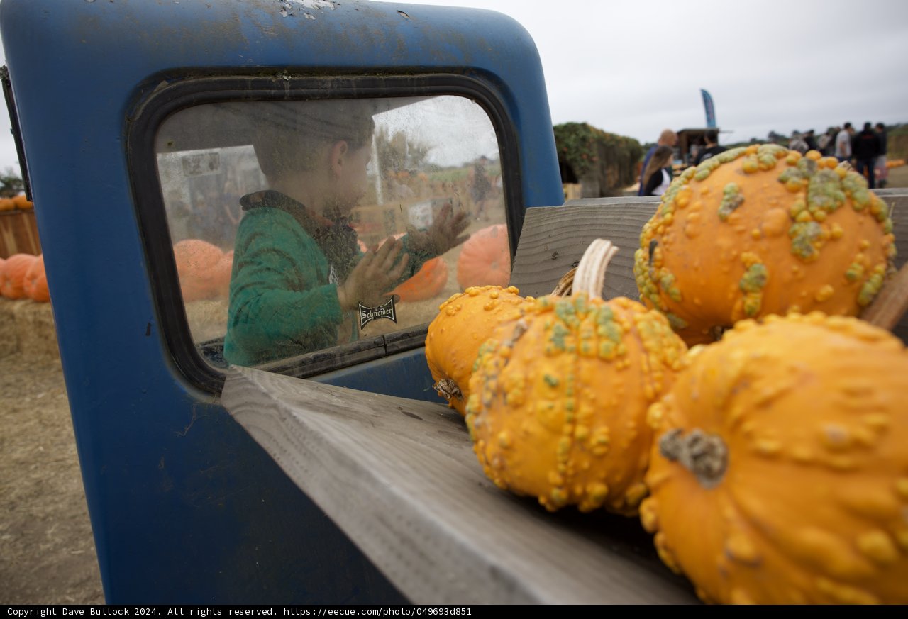 Pumpkin Patch Reflections