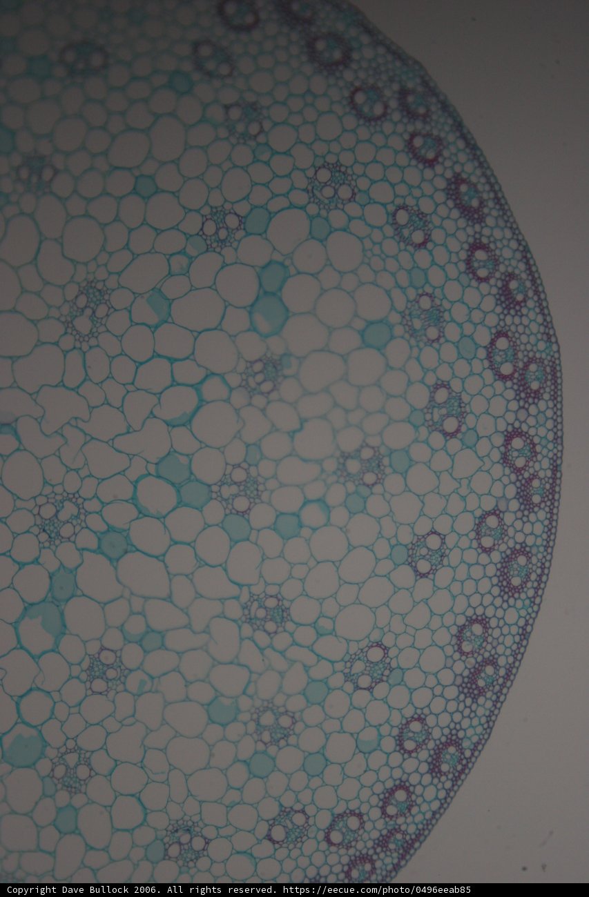 Blue Cell