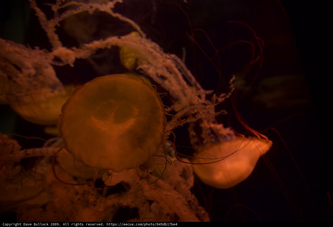 Magnificent Jellyfish in the Underwater World