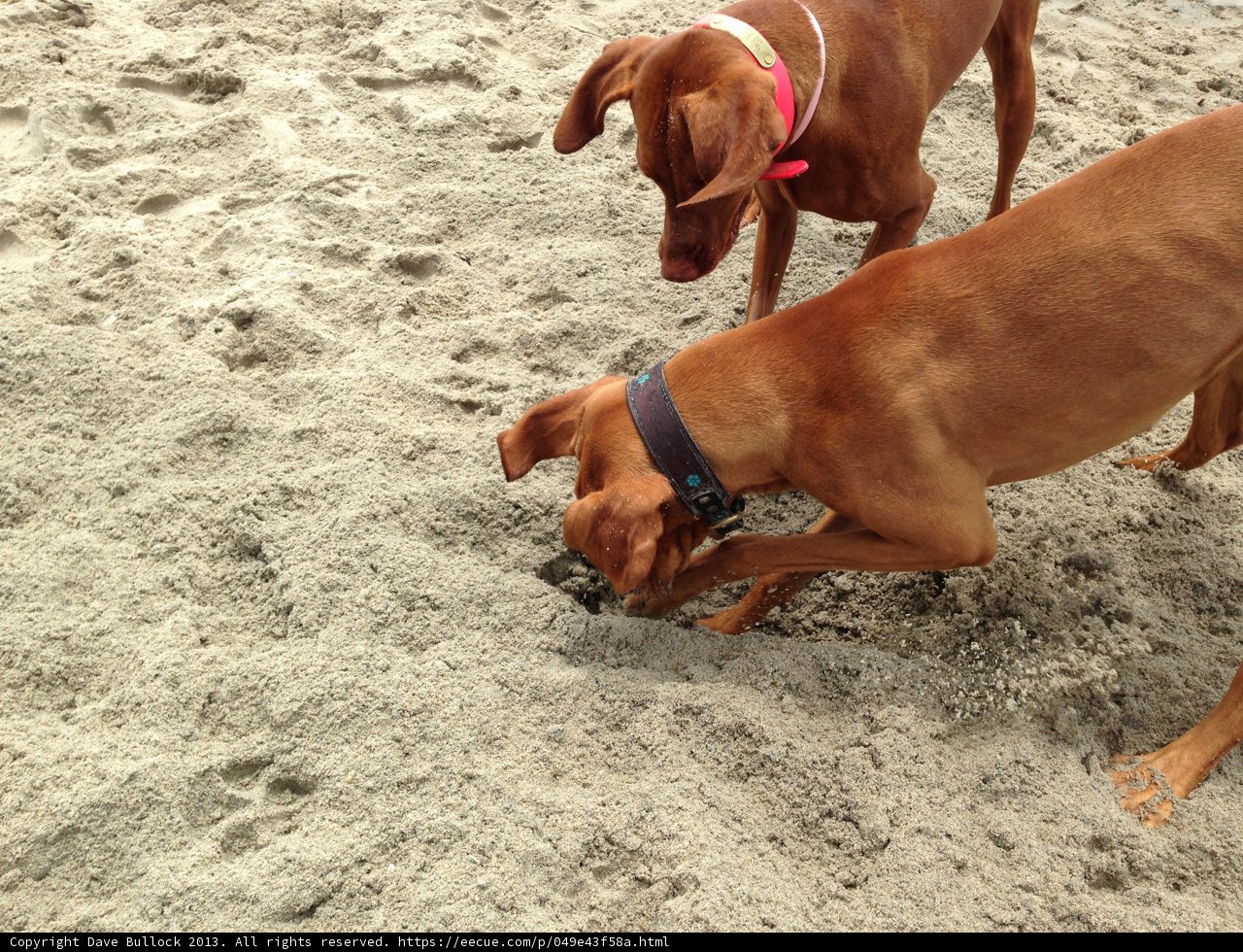 Digging Buddies
