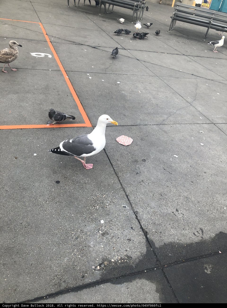 Seagull taking a stroll
