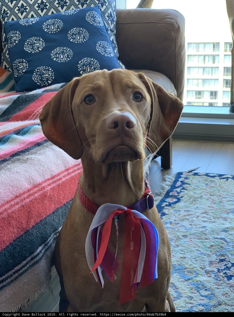 Patriotic Pooch