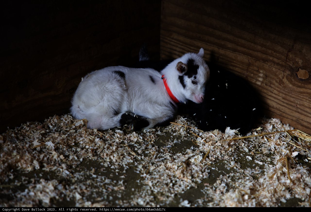 Sleepy Baby Goats in Half Moon Bay