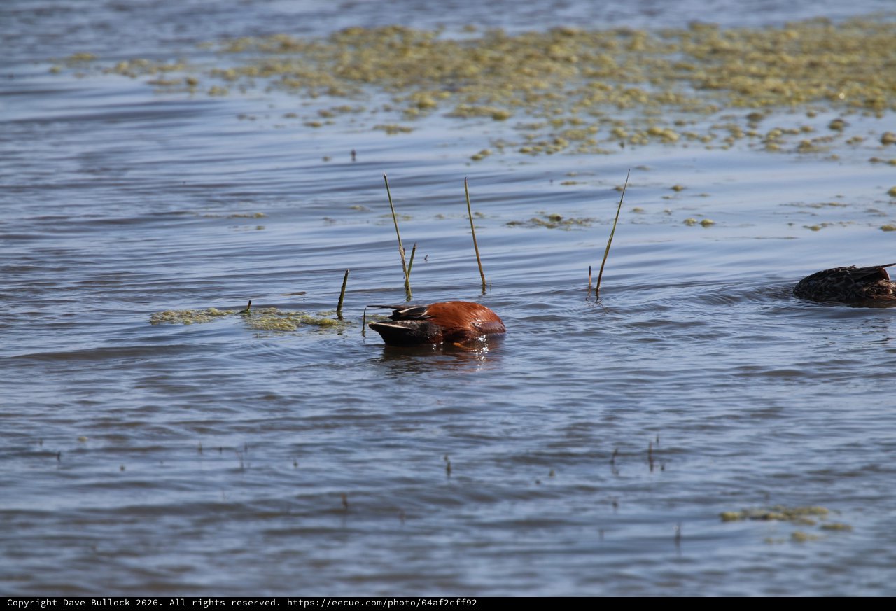 Horseshoe Crab in Shallow Tidal Waters