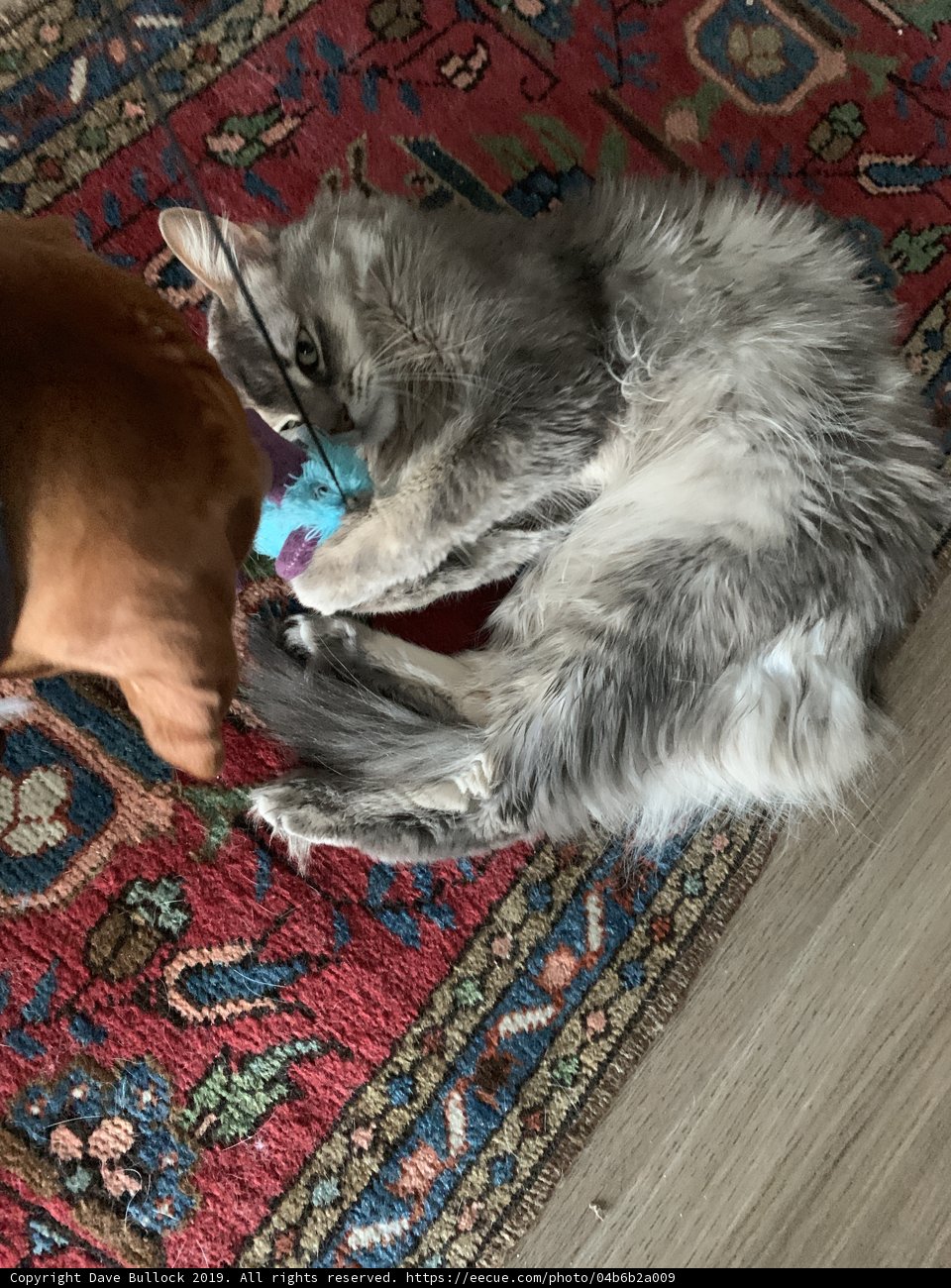Playtime with Furry Friends
