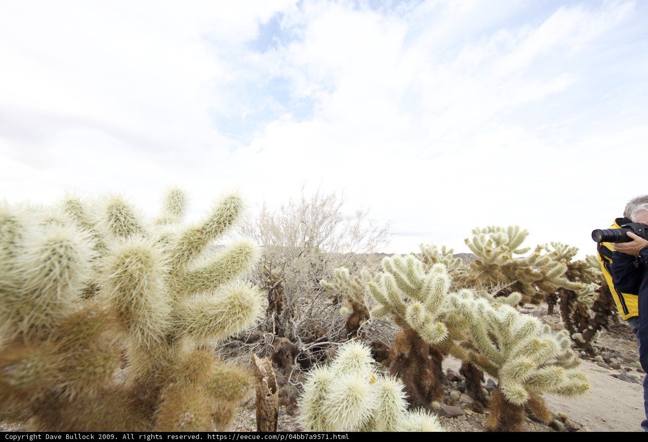 Photographing Joshua Tree's Cacti
