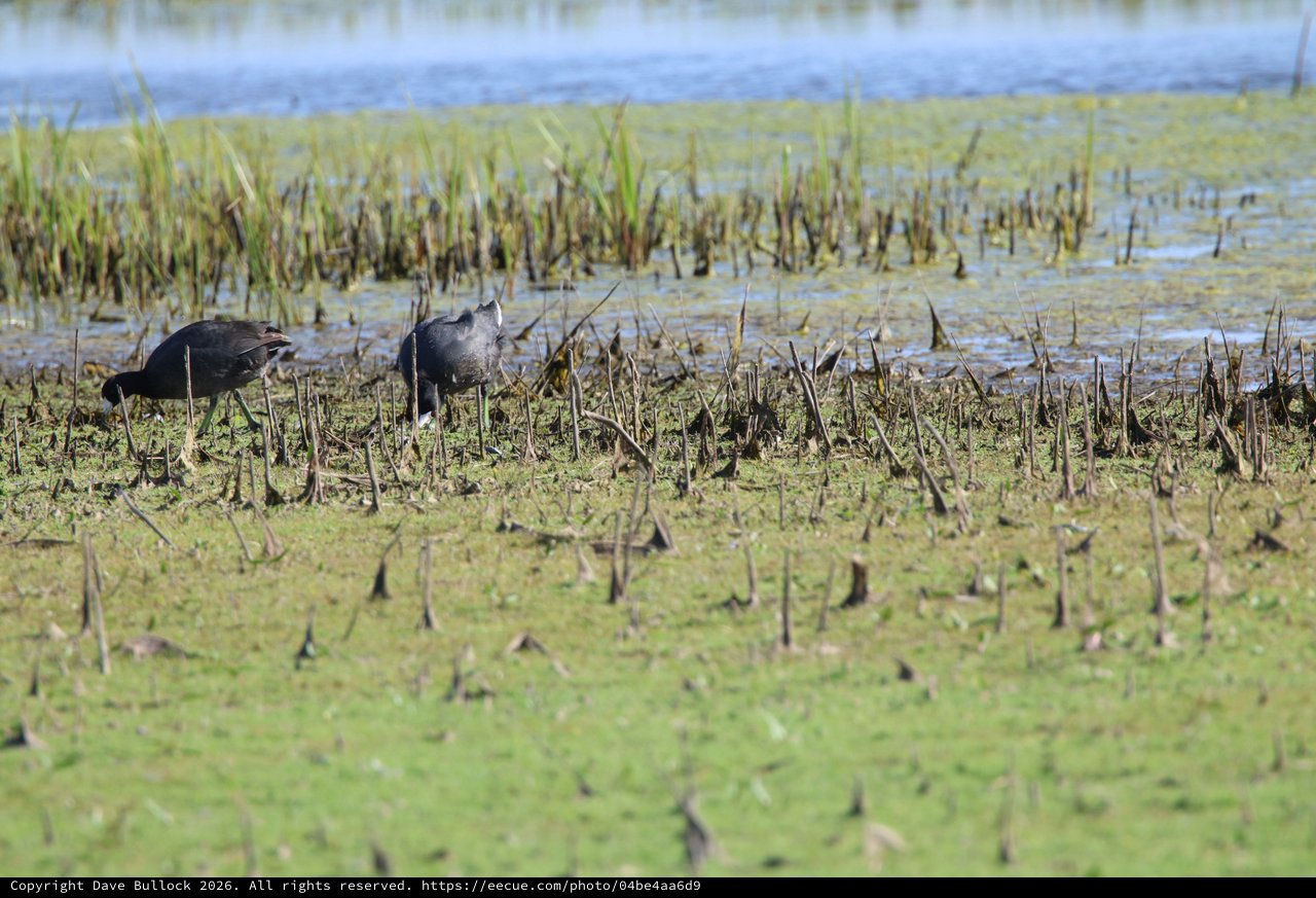 American Coots Foraging in Flooded Rice Field Wetlands
