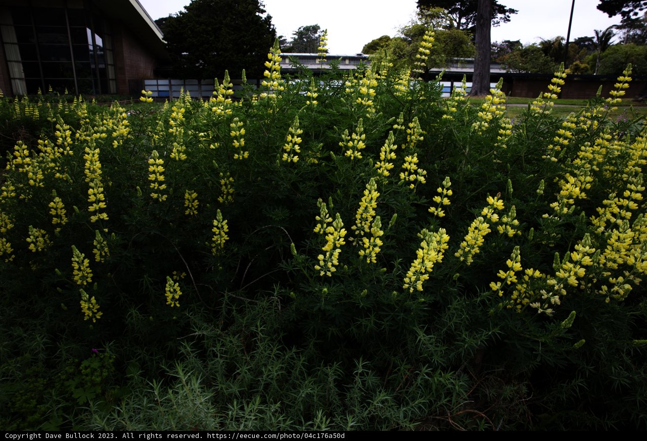 Radiant Yellow Lupins