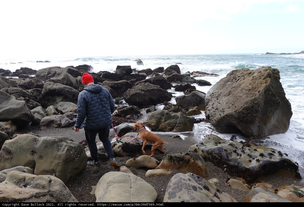 Man and Dog Enjoying the Serenity of the Beach