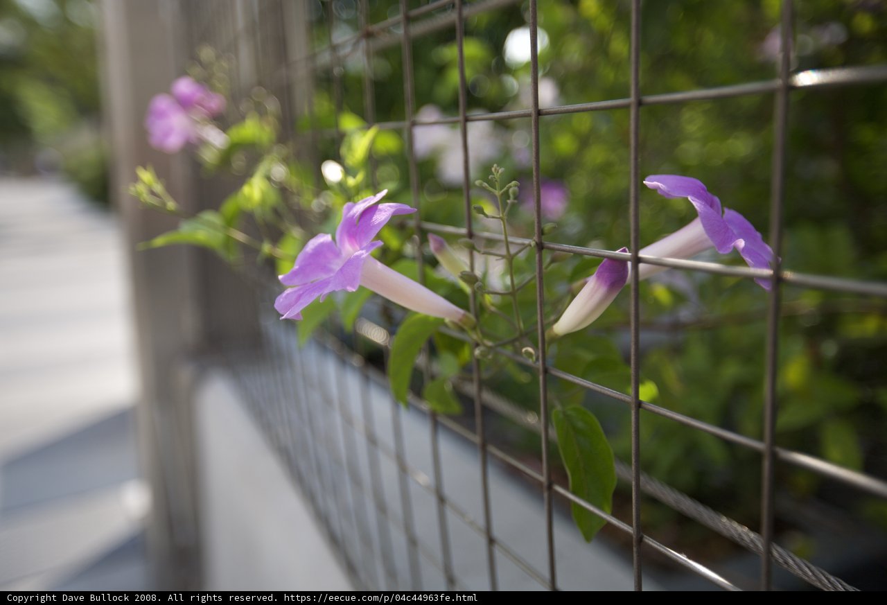Nature's Intrusion