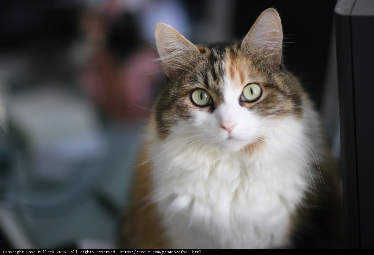 Desk Cat