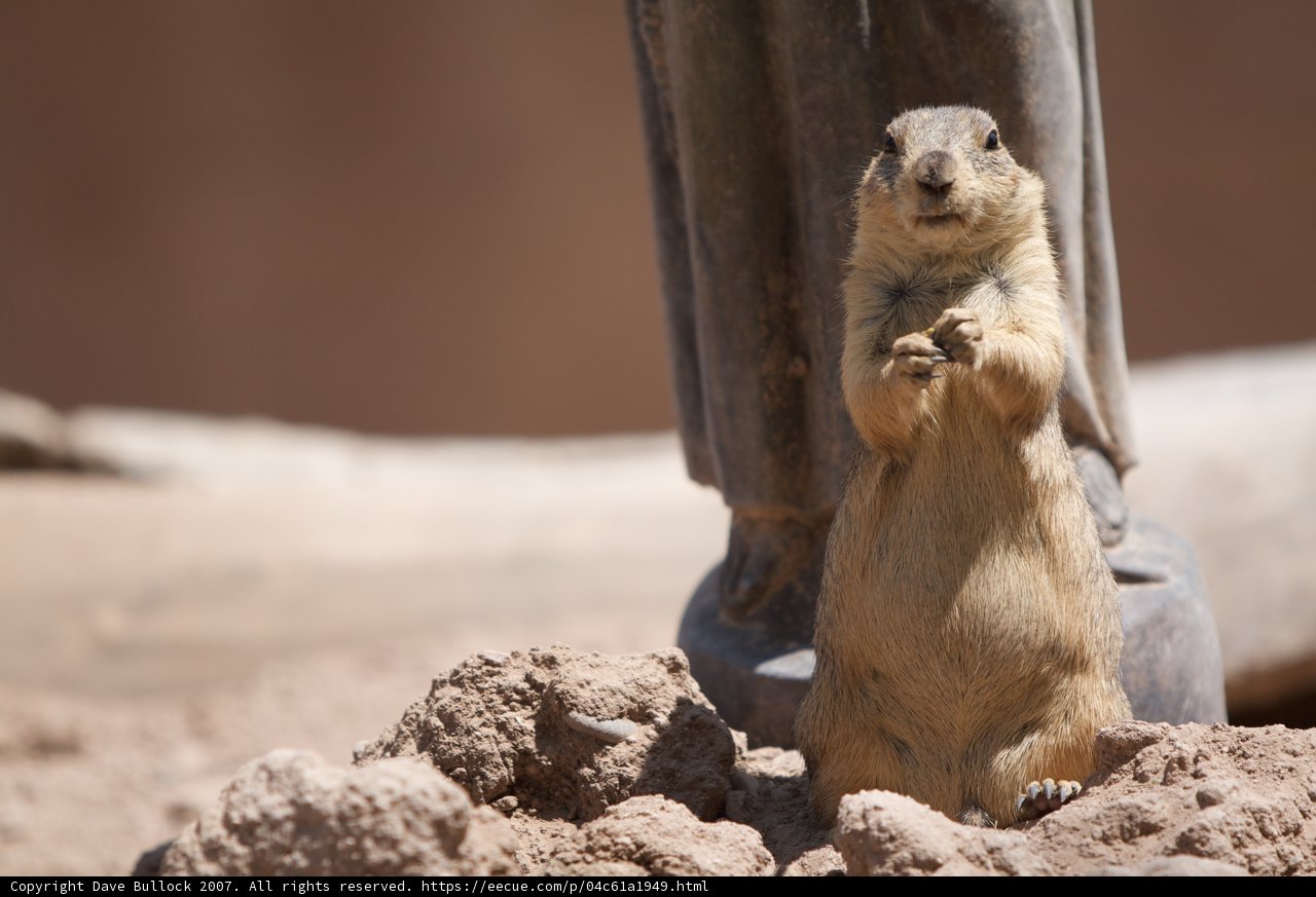Stand Tall, Ground Squirrel