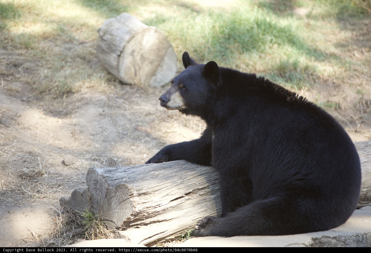 Serene Sight at SF Zoo