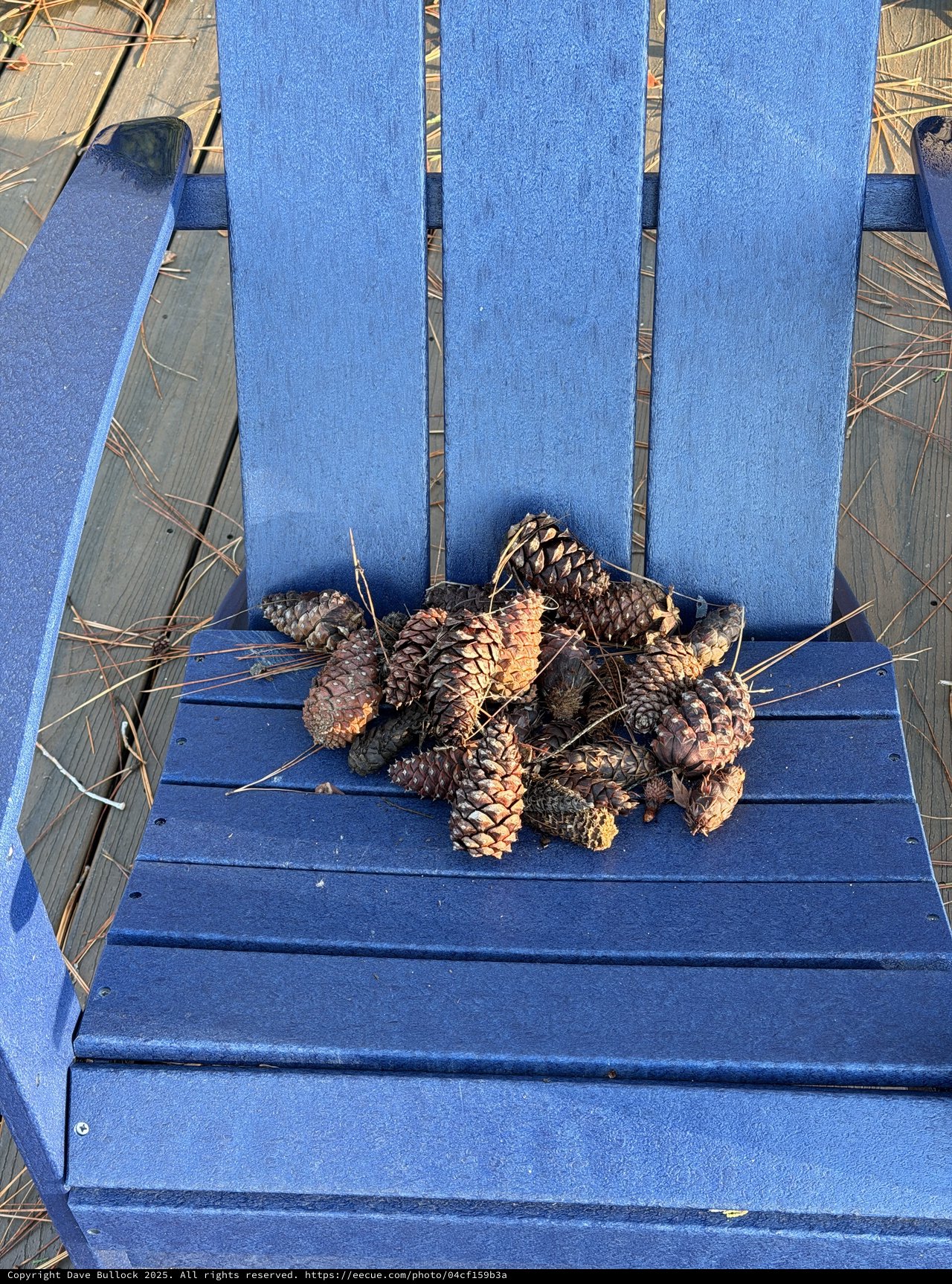 Pine Cones Collected on a Blue Adirondack Chair
