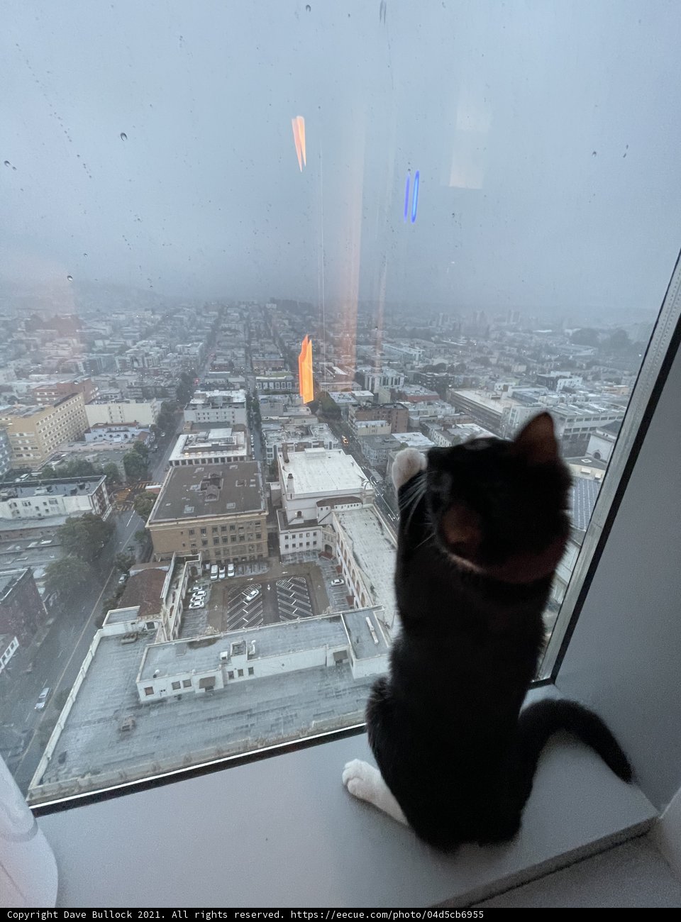 City Kitty