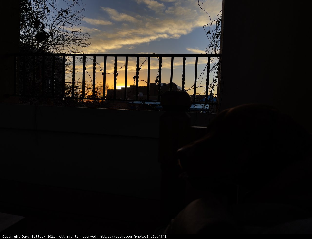 A Canine's Sunset View