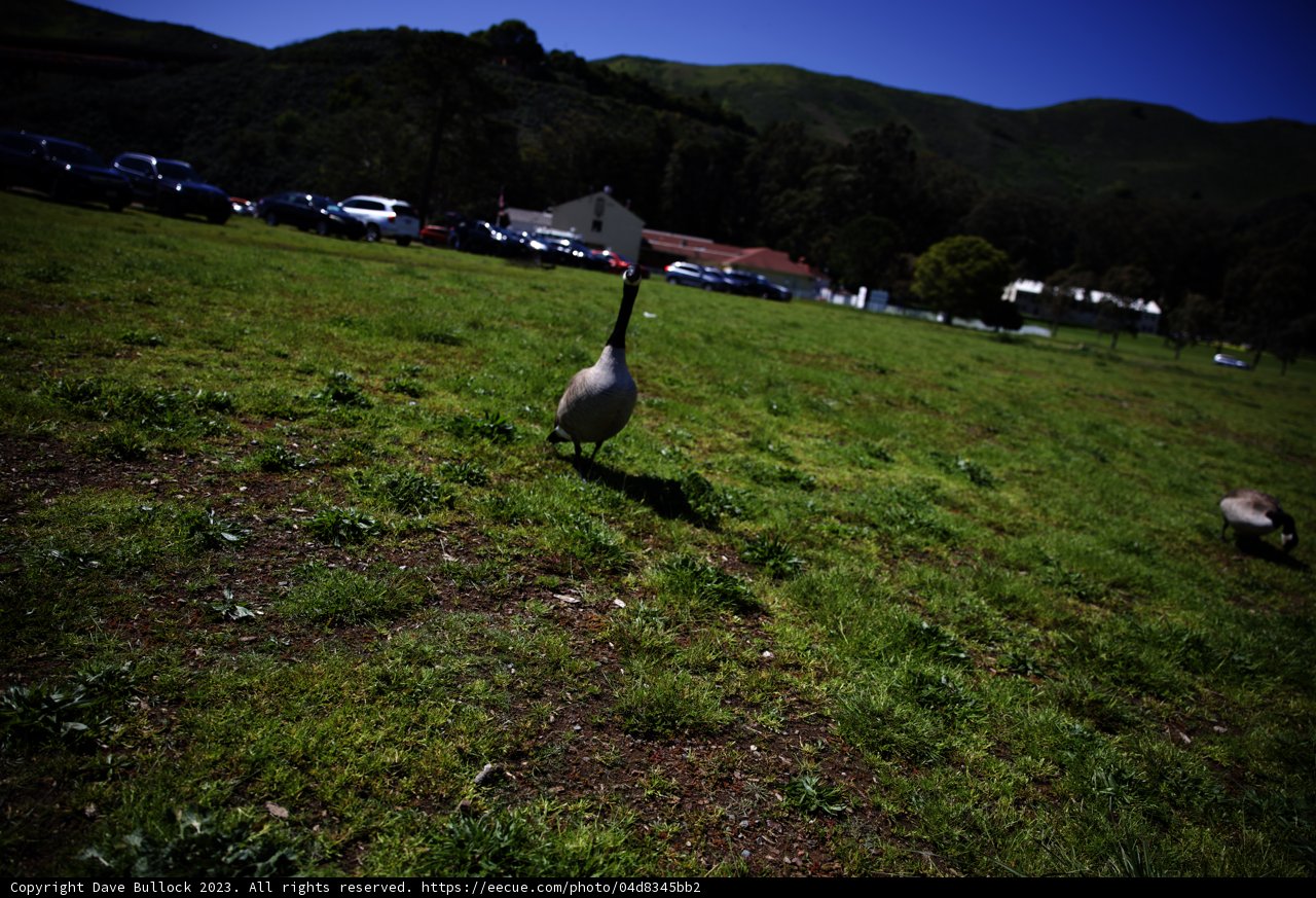 A Goose's Afternoon Stroll